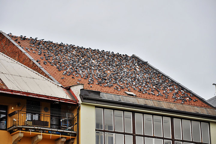 A2B Pest Control are able to install spikes to deter birds from roofs in New Malden. 