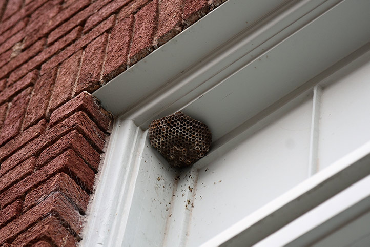 We provide a wasp nest removal service for domestic and commercial properties in New Malden.